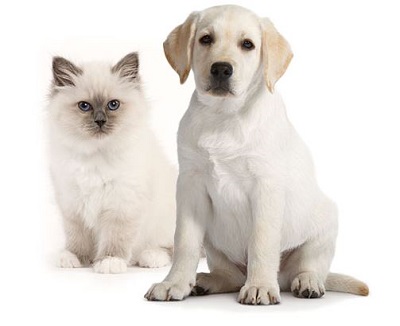 Royal canin starter kits