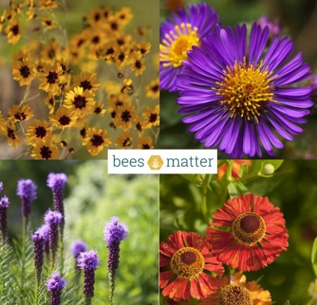 bees matter